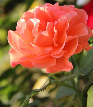 紅色月季花
