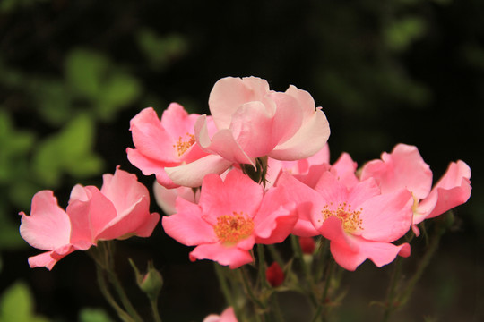 月季花
