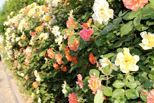 公園月季花墻