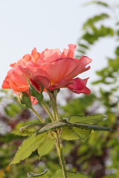 月季花