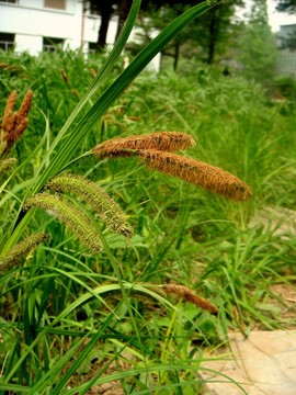 野草