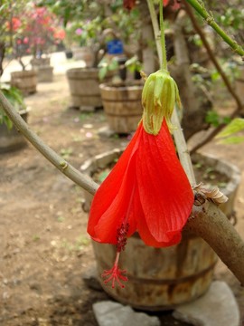 紅扶桑