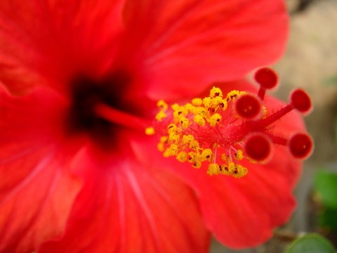 紅扶?；ㄐ? loading=