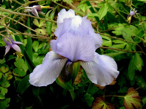 日本鳶尾 藍(lán)色