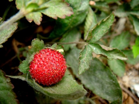 龍牙草 野草莓