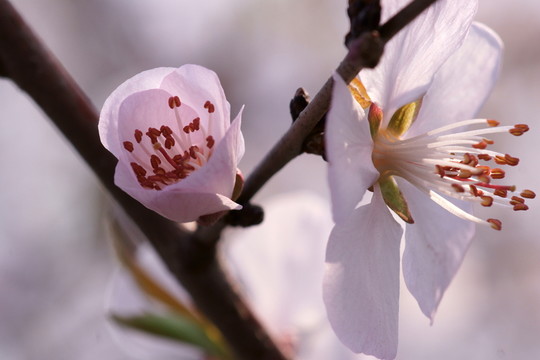桃花