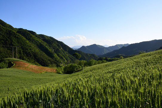 小麥田