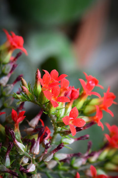 長壽花