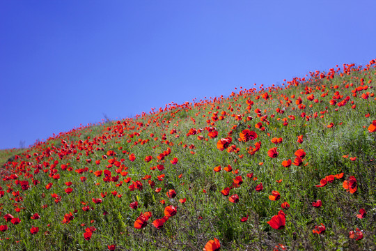 天山紅花