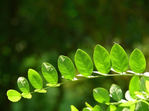 樹(shù)葉