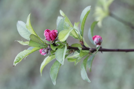 桃花