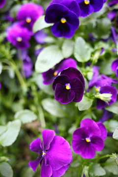 三色堇 蝴蝶花