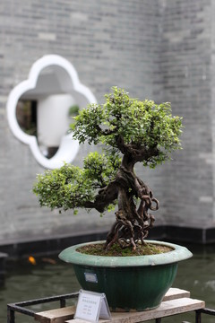 盆栽