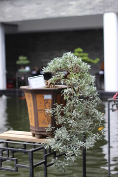 盆栽