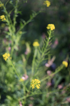 油菜花