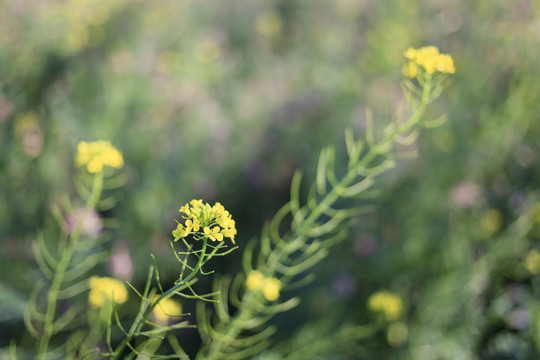 油菜花