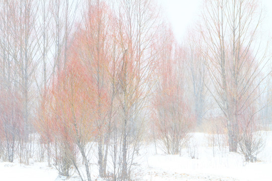 雪色紅柳圖