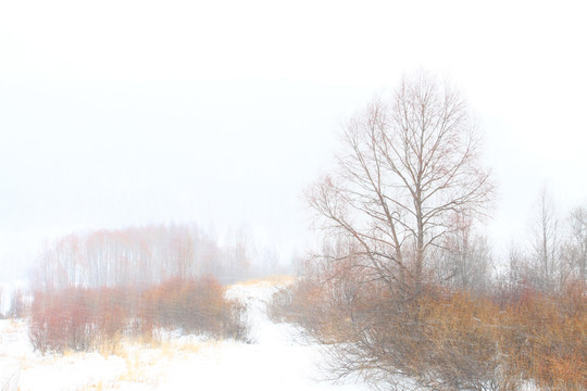 雪色紅柳圖