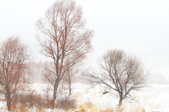 雪色紅柳圖