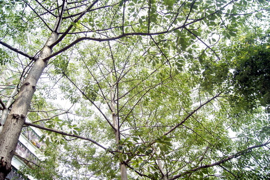 樹(shù)木枝葉