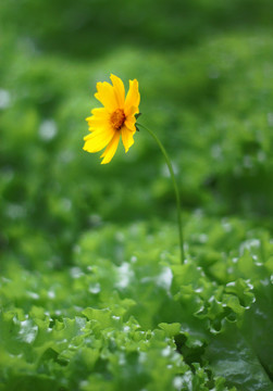 生菜 蔬菜 綠葉