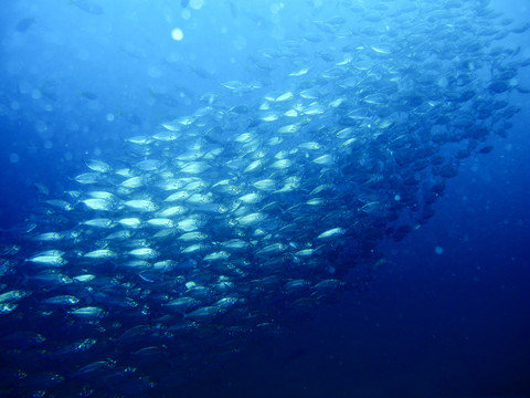 泰國濤島潛水