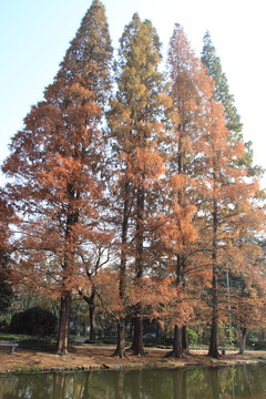 公園秋色