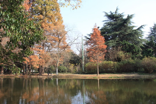 公園秋色