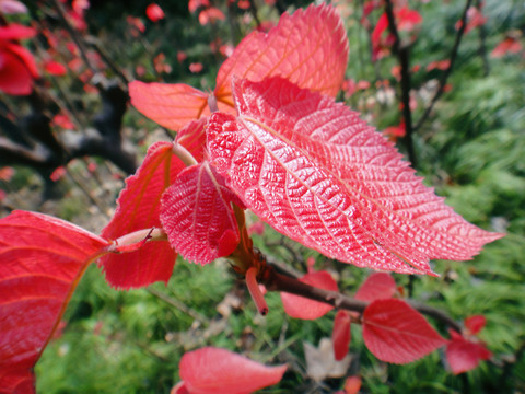 紅葉