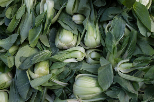 油菜