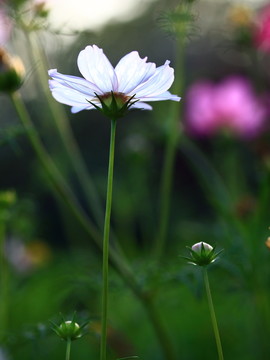 白色波斯菊