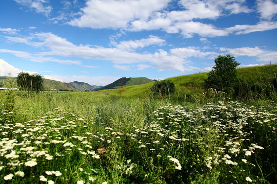 花兒滿山野