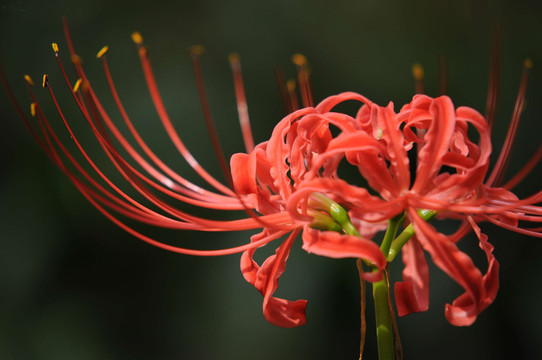 曼珠沙華 彼岸花