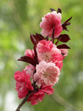 櫻花