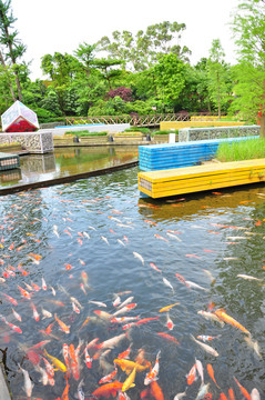 金魚(yú)池