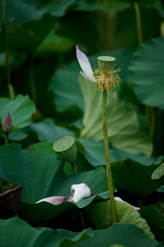 荷花