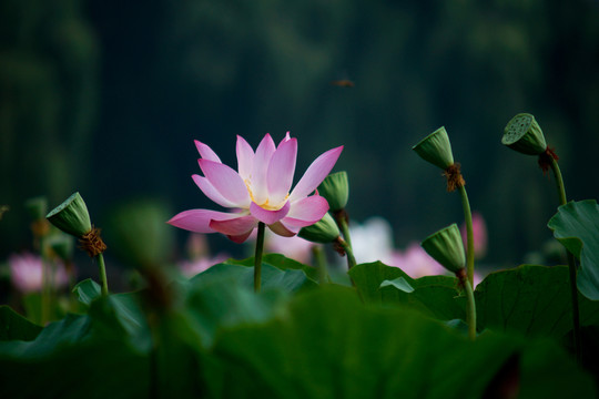 荷花