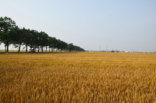 小麥