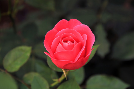 月季花