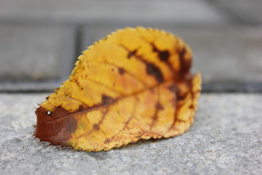 落葉