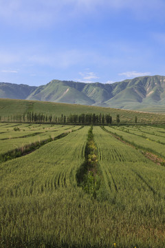 麥田