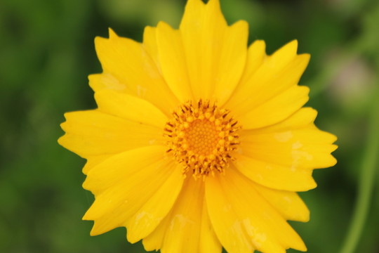 金雞菊