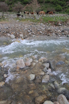 清清山澗水