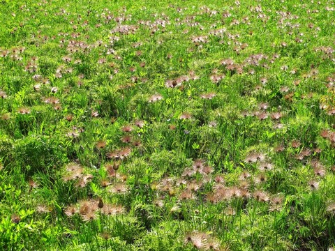 牧場花海