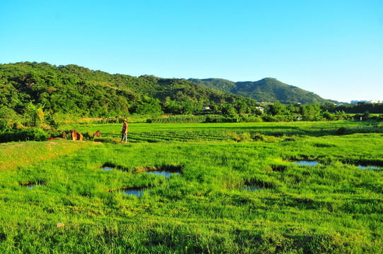 田園 草地