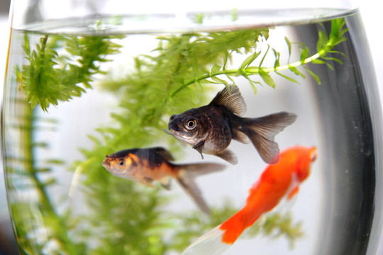 金魚(yú)