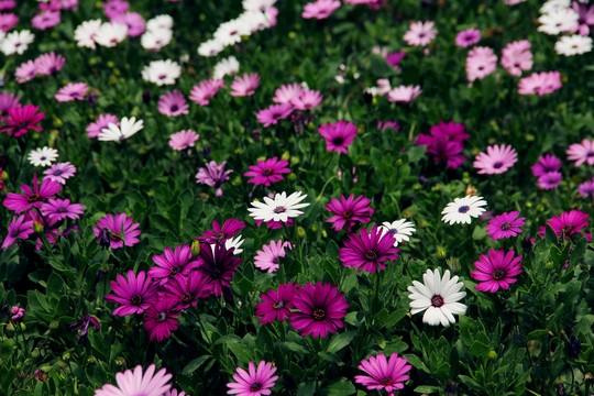 雛菊