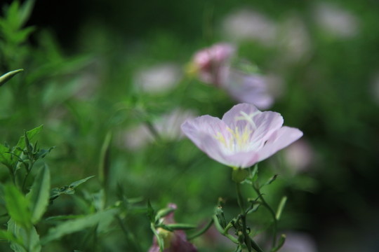 太陽(yáng)花