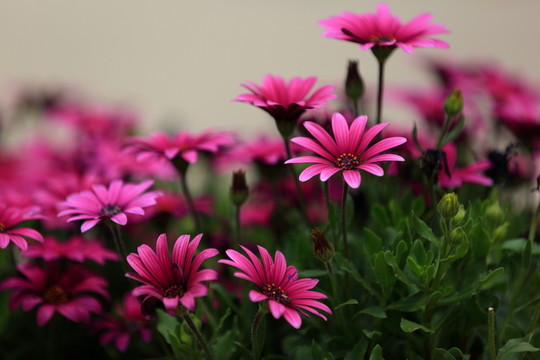 雛菊
