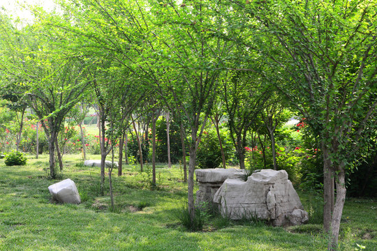小樹林